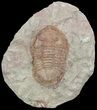 Ordovician Asaphellus Trilobite - Morocco #55151-1